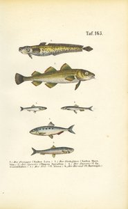Commercial Fish from the Cod and Herring Families by J. W. Tenhaeff