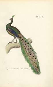 Common Peafowl