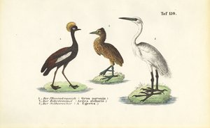 Cranes and Herons