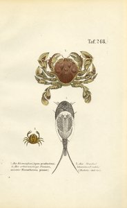 Crustaceans and Tadpole Shrimps by J. W. Tenhaeff