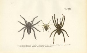Dangerous Spider Species by J. W. Tenhaeff