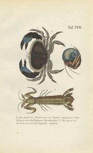 Different Marine Crustacean Species