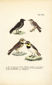 Different Species of Larks by J. W. Tenhaeff