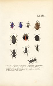 Diversity of European Beetle Species by J. W. Tenhaeff