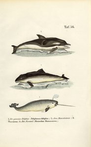 Dolphins and Narwhal by J. W. Tenhaeff