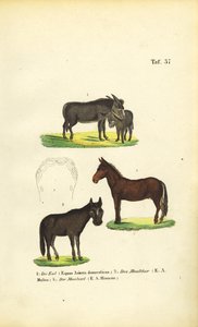 Domestic Donkey, Mule and Hinny by J. W. Tenhaeff