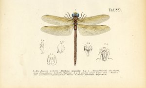 Dragonflies with Their Mouthparts and Larvae