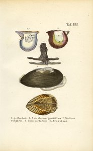 Economically Important Mussel Species