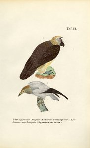 Egyptian Vulture and Bearded Vulture by J. W. Tenhaeff