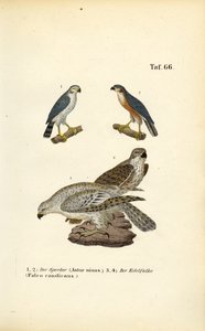 Eurasian Sparrowhawk and Gyrfalcon