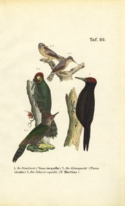 Eurasian Wryneck, European Green Woodpecker and Black Woodpecker by J. W. Tenhaeff