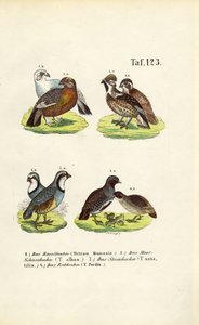 European Grouse Species and Partridges by J. W. Tenhaeff
