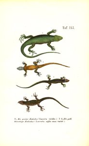 European Lizard Species