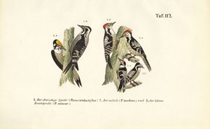 European Woodpecker Species