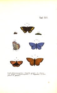 European Butterfly Species