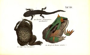 Exotic Amphibians with Distinctive Features