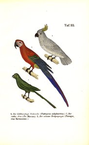 Exotic Parrot Species by J. W. Tenhaeff