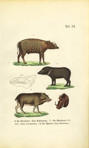 Exotic Pig Species: Babirusa, Collared Peccary, and White-lipped Peccary by J. W. Tenhaeff