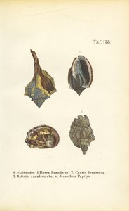 Exotic Sea Snails