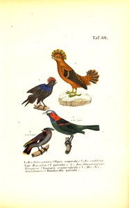 Exotic Songbirds from South America by J. W. Tenhaeff