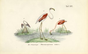 Flamingos in Wetland by J. W. Tenhaeff