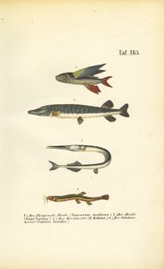 Flying Fish, Pike and Loach by J. W. Tenhaeff