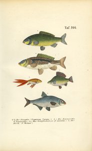 Freshwater Fish of the Carp Family by J. W. Tenhaeff