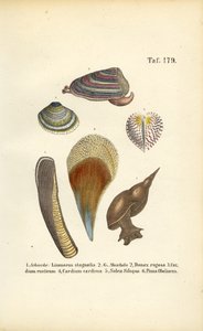 Freshwater Snails and Marine Bivalves