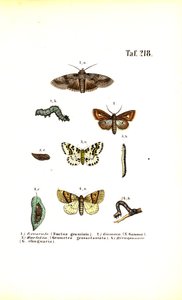 Harmful Moths and Their Developmental Stages by J. W. Tenhaeff