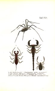 Harvestman and Scorpions by J. W. Tenhaeff