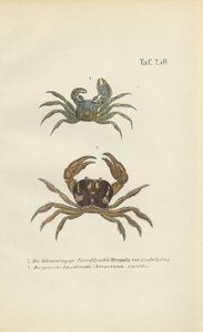Horn-eyed Ghost Crab and Land Crab by J. W. Tenhaeff