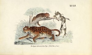 Jaguar and Monkeys by J. W. Tenhaeff