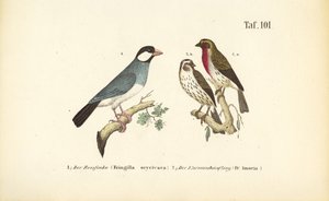 Java Sparrow and Common Rosefinch by J. W. Tenhaeff