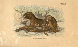 Lioness with Her Cubs by J. W. Tenhaeff