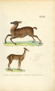 Llama and Vicuña by J. W. Tenhaeff