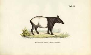 Malayan Tapir by J. W. Tenhaeff