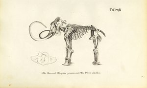 Mammoth Skeleton by J. W. Tenhaeff