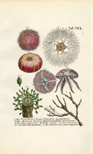 Marine Invertebrates and Cnidarians by J. W. Tenhaeff