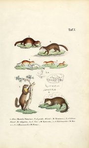 Marten Species with Skull Illustration by J. W. Tenhaeff
