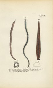 Medicinal Leech, Earthworm and Nereid by J. W. Tenhaeff