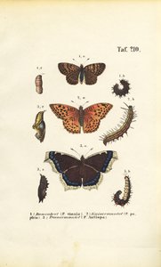 Native Fritillaries and Brush-footed Butterflies with Developmental Stages
