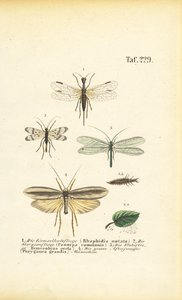 Neuropterans and Their Developmental Stages by J. W. Tenhaeff