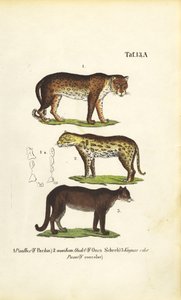 Panther, Jaguar and Puma by J. W. Tenhaeff