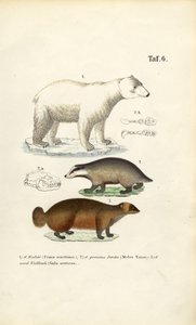 Polar Bear, Badger and Wolverine with Anatomical Details by J. W. Tenhaeff