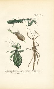 Praying Mantises and Stick Insects