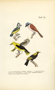 Red-backed Shrike, Masked Shrike, Golden Oriole and Regent Bird by J. W. Tenhaeff