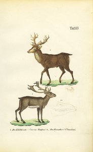 Red Deer and Reindeer