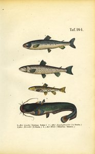 Salmon, Trout and Catfish by J. W. Tenhaeff