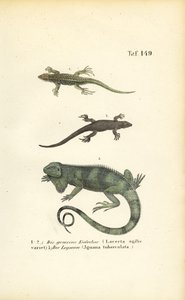 Sand Lizards and Green Iguana by J. W. Tenhaeff