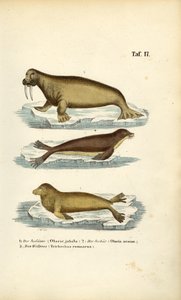 Sea Lion, Fur Seal and Walrus